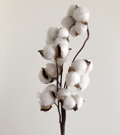 Bomullsstj&auml;lk med blomma.